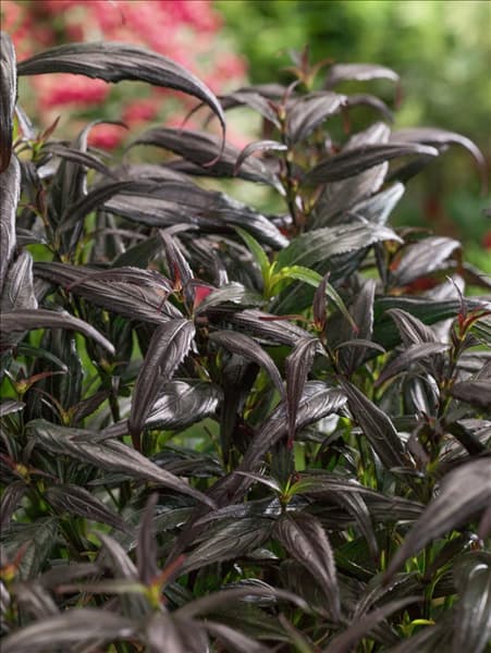 Strobilanthes anisophyllus Brunetti