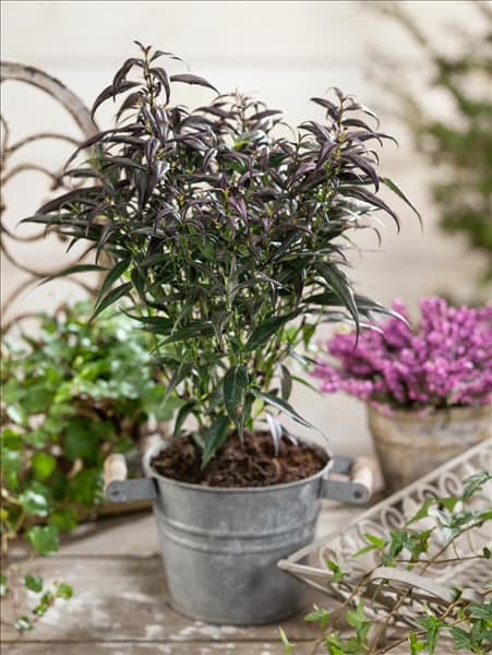 Strobilanthes anisophyllus Brunetti