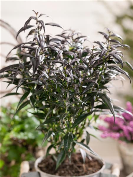 Strobilanthes anisophyllus Brunetti
