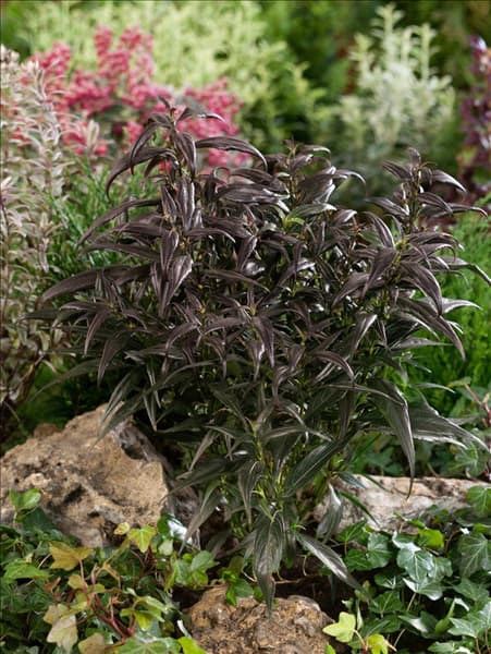 Strobilanthes anisophyllus Brunetti
