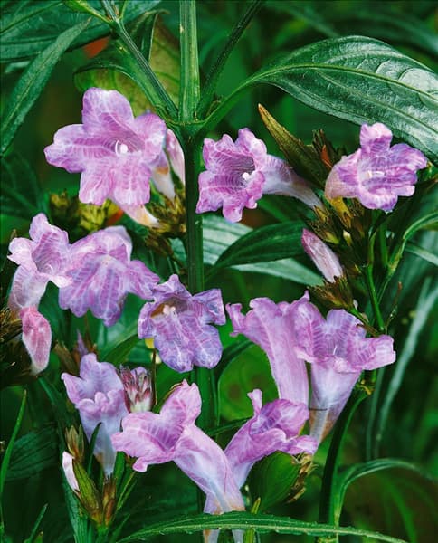 STROBILANTHES ANISOPHYLLUS