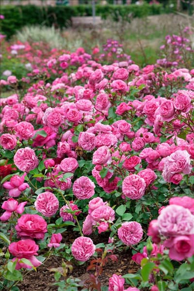 Rosa Baronesse