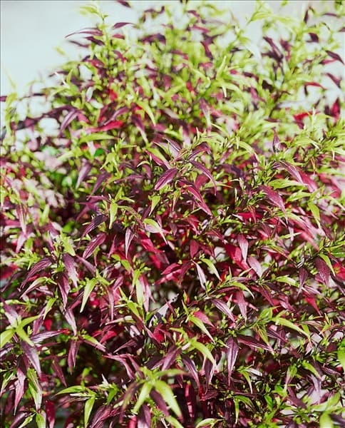 STROBILANTHES anisohyllus