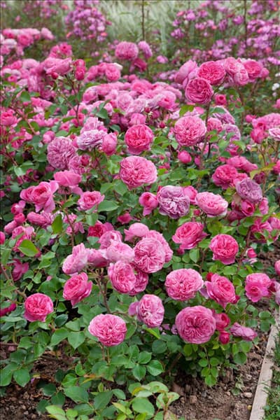Rosa Baronesse