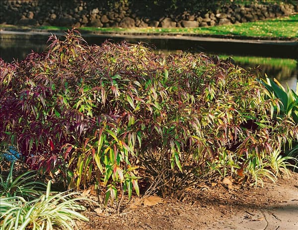 STROBILANTHES ANISOPHYLLUS (GOLDFUSSIA A.)