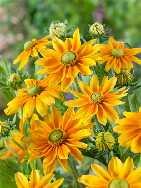 Rudbeckia hirta Prairie Sun
