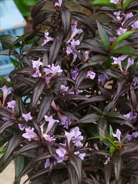 Strobilanthes anisophyllus Brunetthy