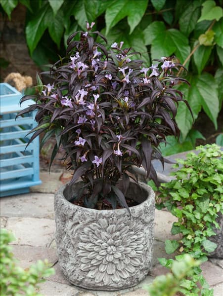 Strobilanthes anisophyllus Brunetthy