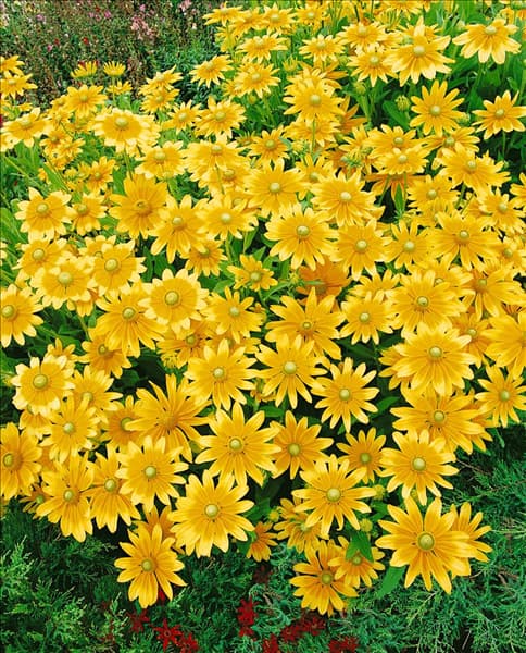 Rudbeckia hirta Prairie Sun