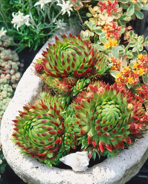 SEMPERVIVUM HIRTA GRÜNSPECHT