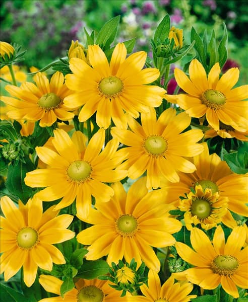Rudbeckia hirta Prairie Sun