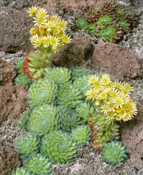 SEMPERVIVUM CILIOSUM BORISII