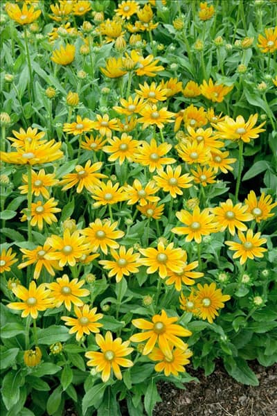 Rudbeckia hirta Prairie Sun