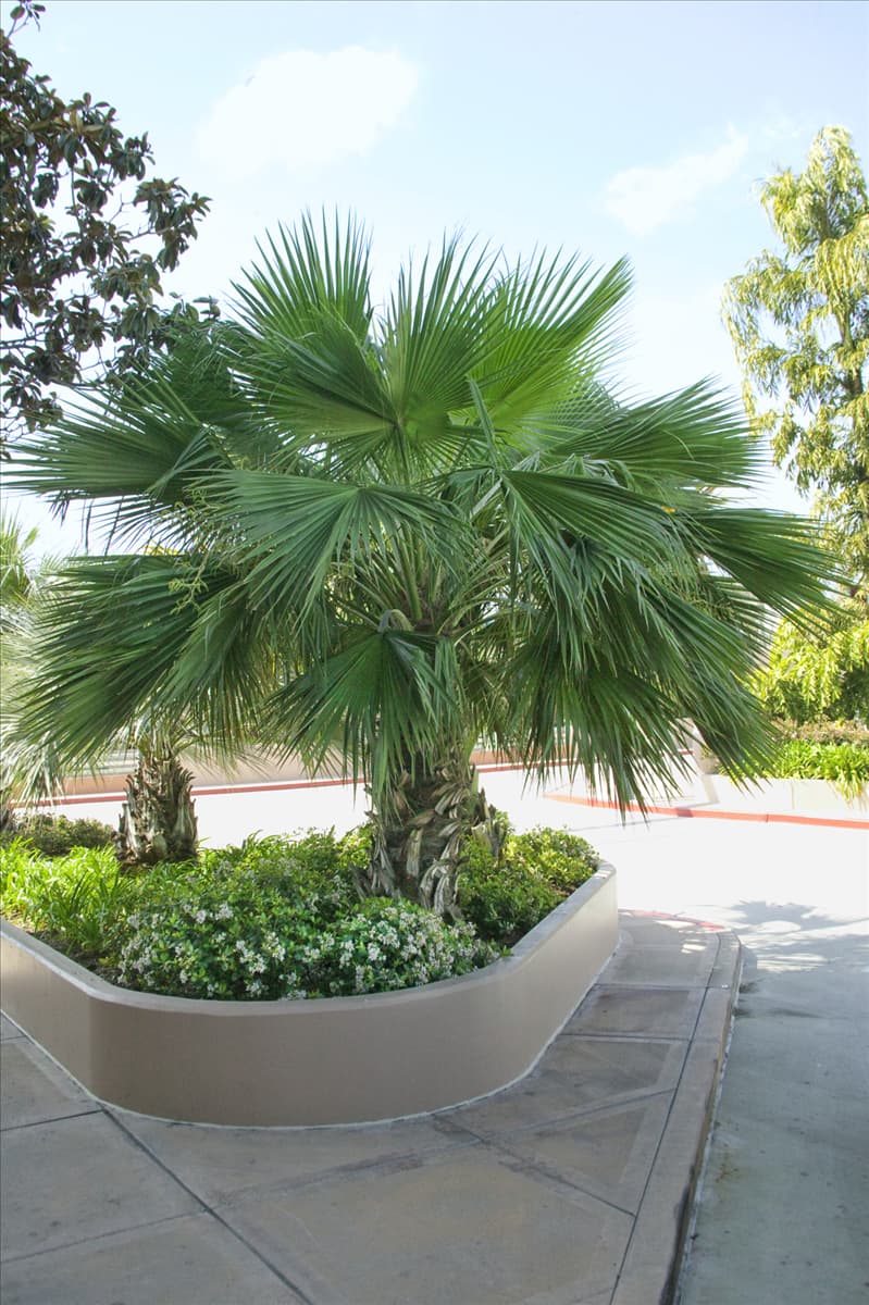 Trachycarpus fortunei