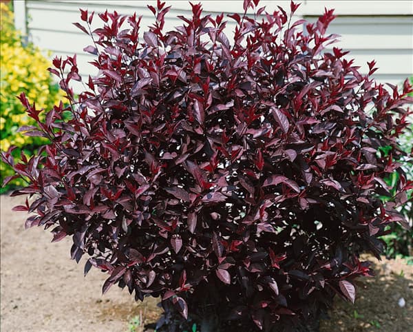 Prunus x cistena