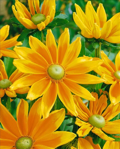 Rudbeckia hirta Prairie Sun