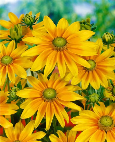 Rudbeckia hirta Prairie Sun