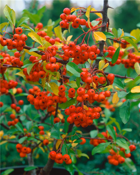 PYRACANTHA COCCINEA ORANGE CHARMER