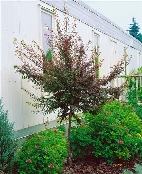 Prunus x cistena Variegata