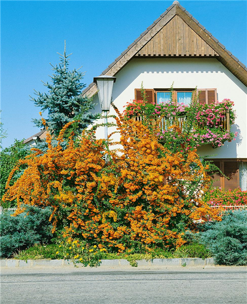 Pyracantha coccinea Orange Charmer