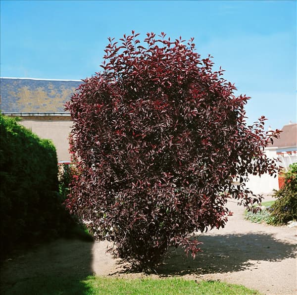 Prunus x cistena