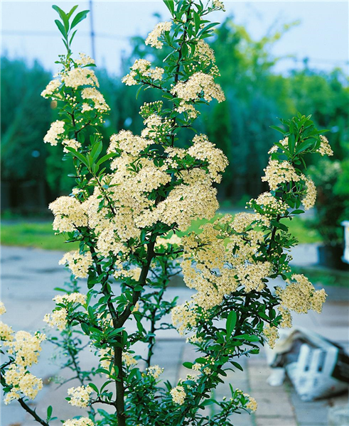 PYRACANTHA COCCINEA ORANGE CHARMER