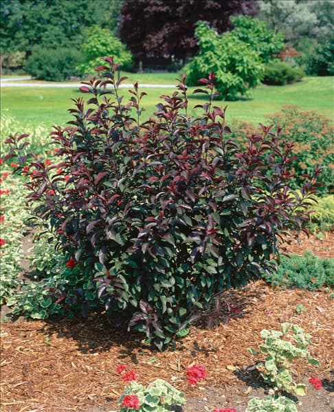 Prunus x cistena