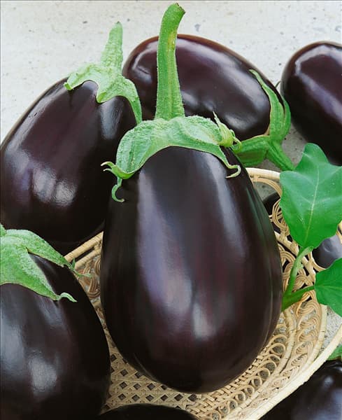 Aubergine / Solanum melongena