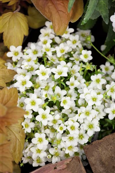 Saxifraga x arendsii Touran ™ White