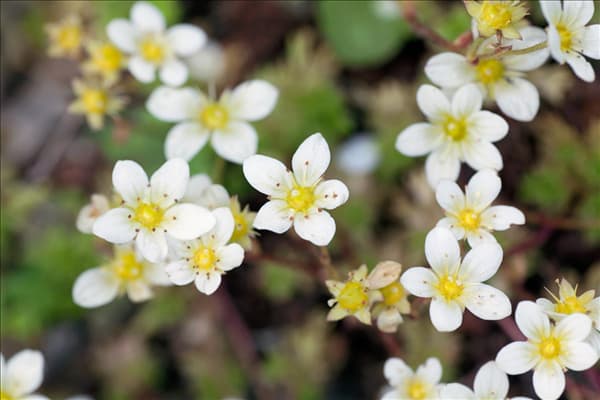 Saxifraga Rocklime TOURAN LIMEGREEN