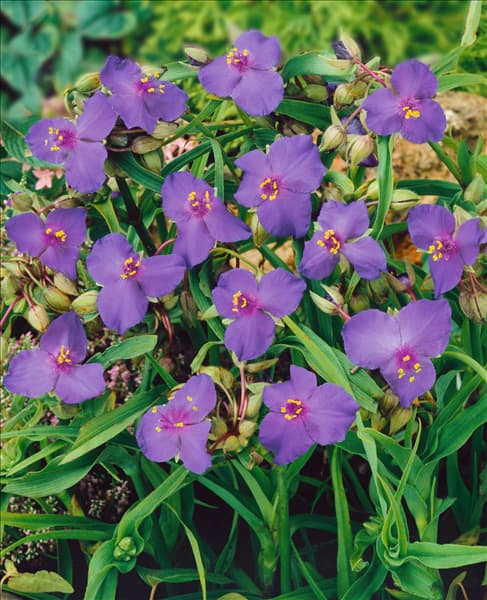 Tradescantia x andersoniana Little Doll