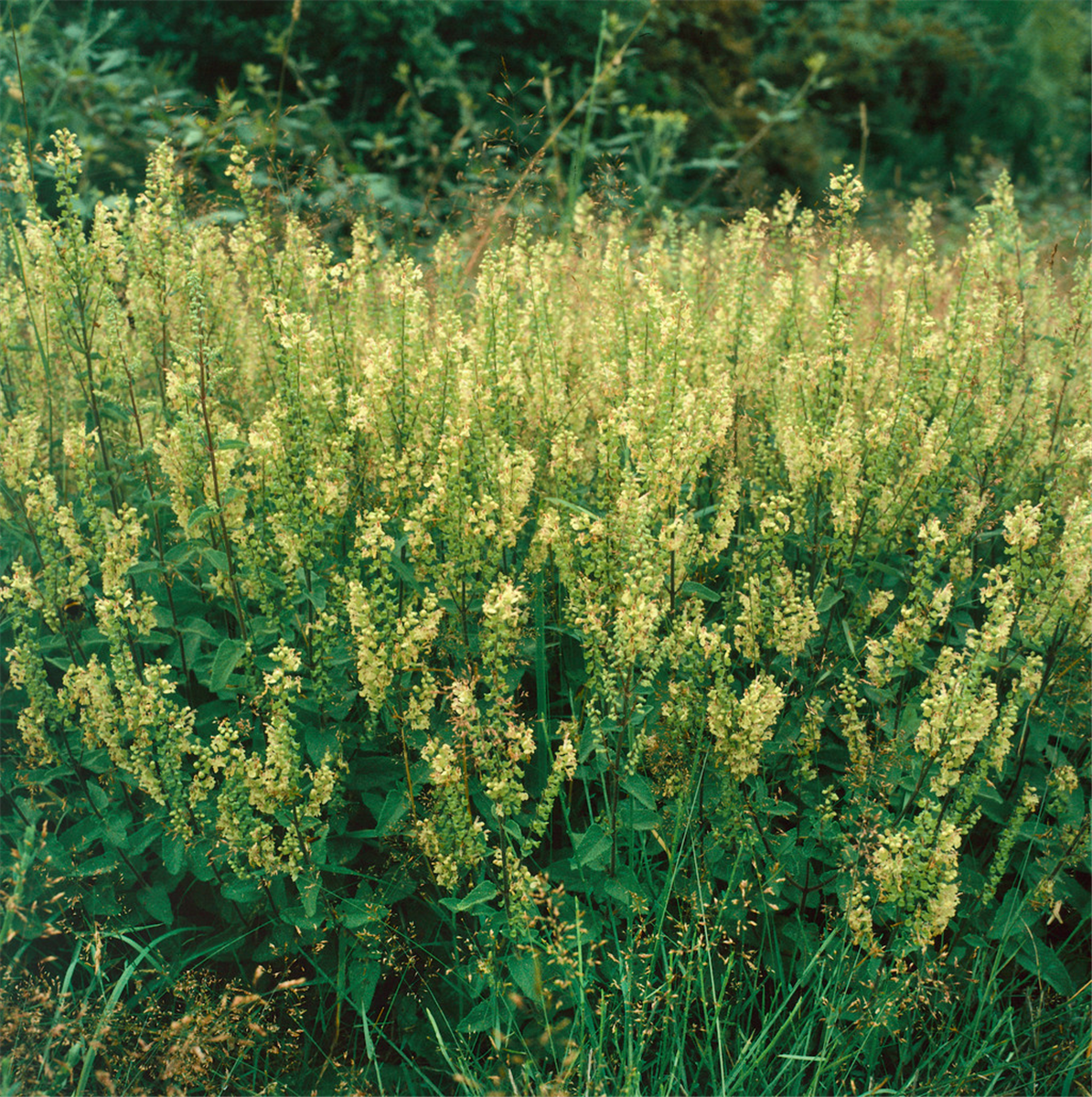 TEUCRIUM SCORODONIA