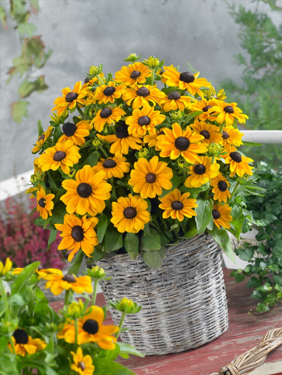 Rudbeckia hirta Toto Gold