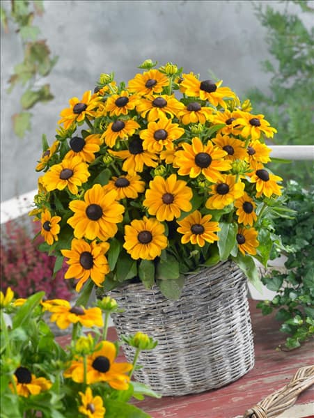 Rudbeckia hirta Toto Gold