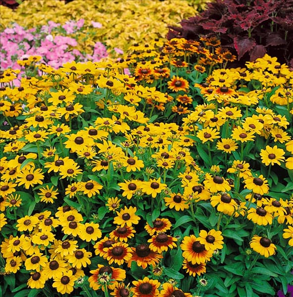 Rudbeckia hirta Toto Mixed
