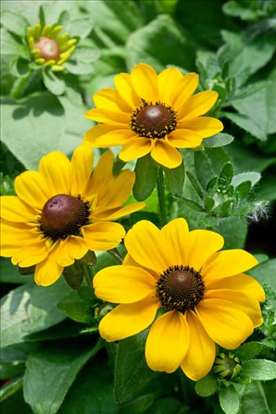 Rudbeckia hirta Toto