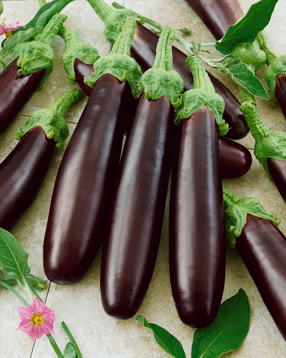 Aubergine / Solanum melongena Klasik