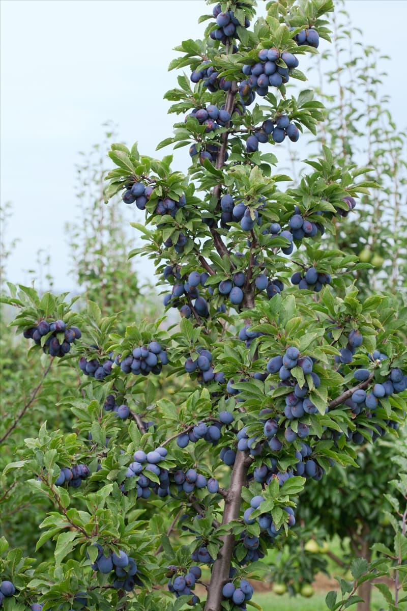 Prunus domestica subsp. domestica Plumtastic ® Top 2000