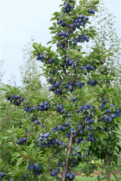 Prunus domestica