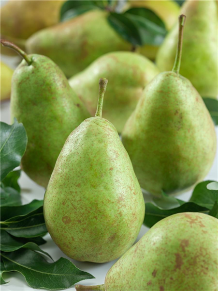 Pyrus communis Triumph
