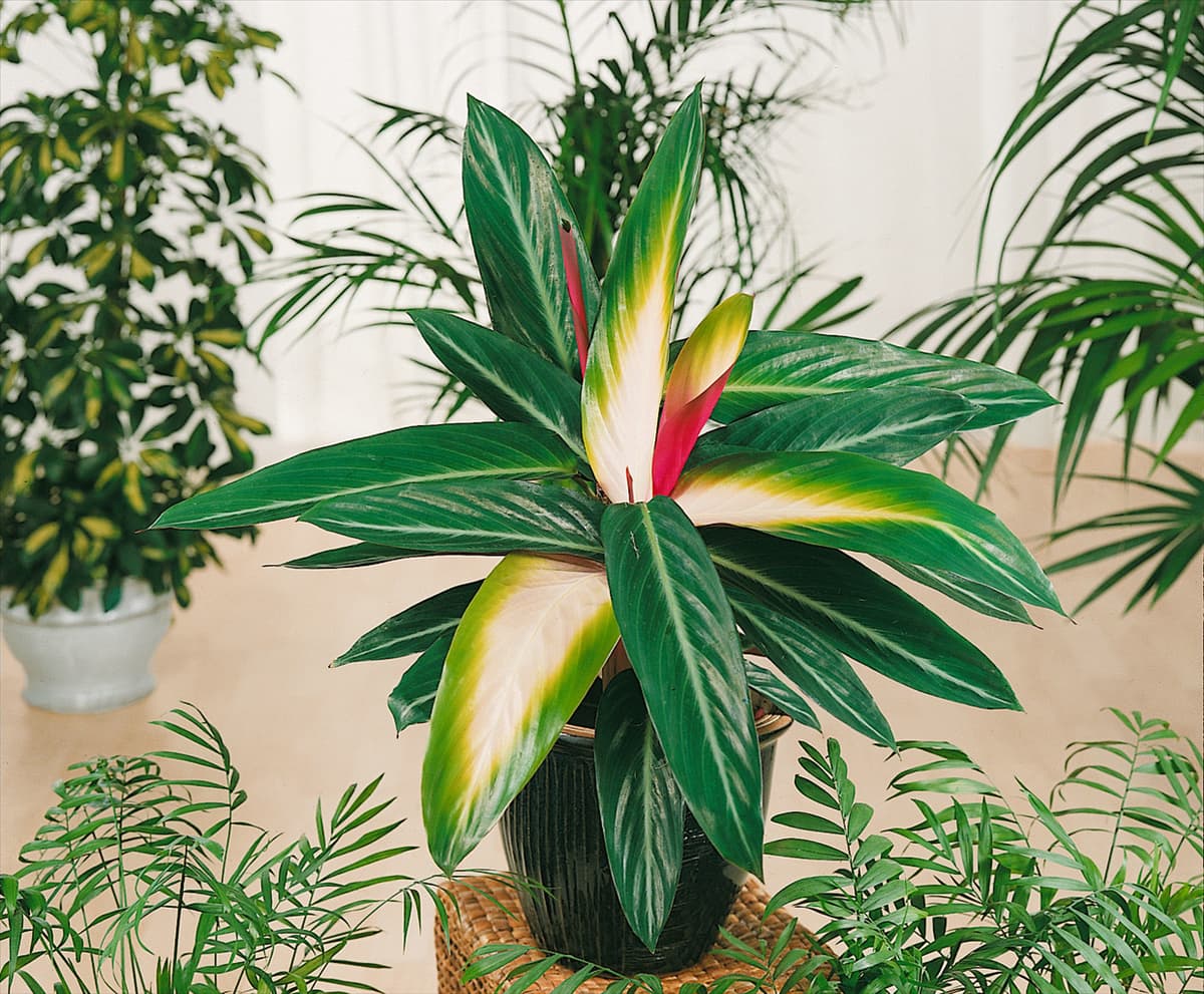 Stromanthe thalia Flamingo