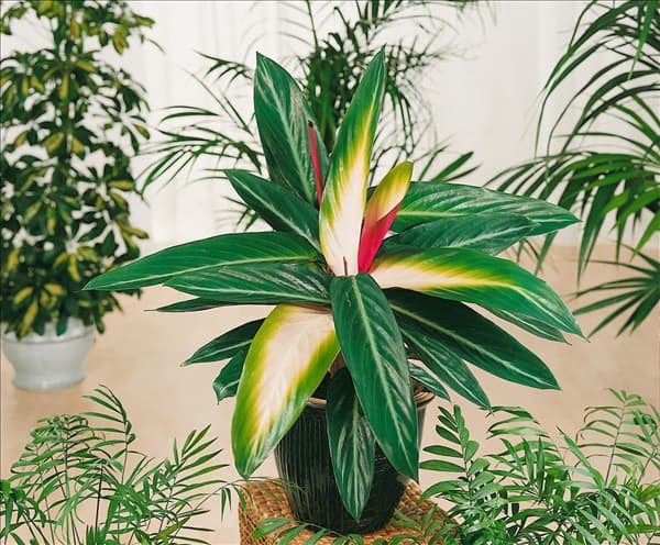 Stromanthe thalia Flamingo