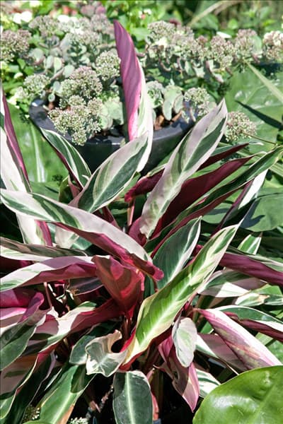 Stromanthe thalia Triostar