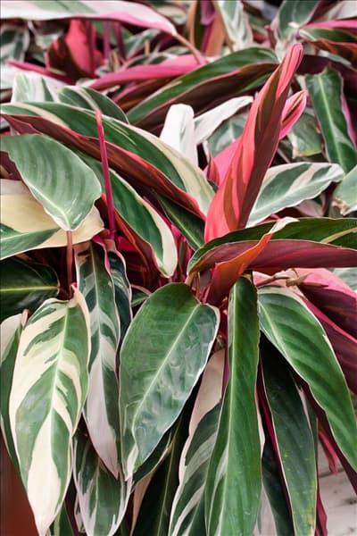 Stromanthe thalia Triostar