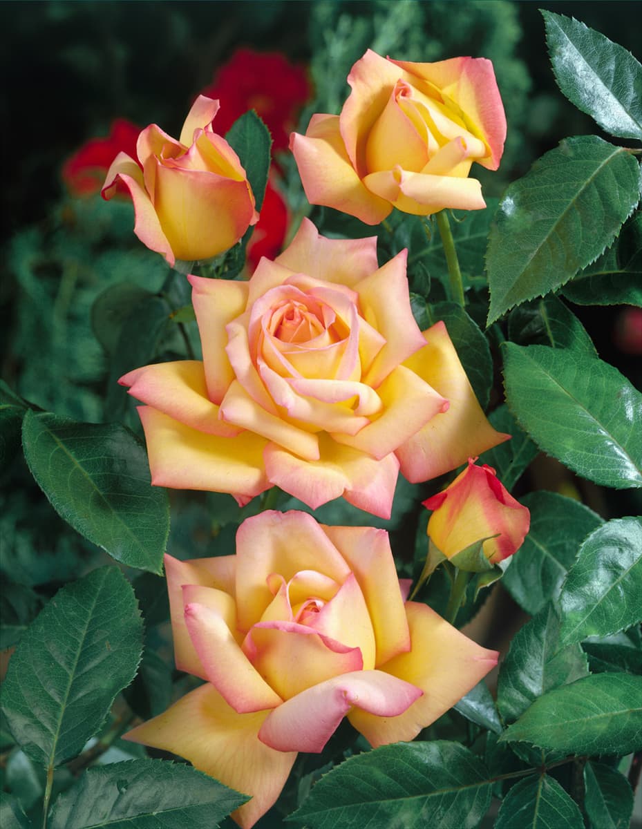 Rosa Peace