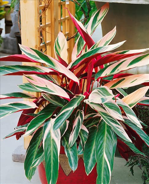 Stromanthe thalia Triostar