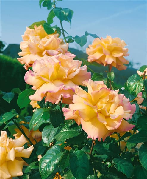 Rosa Peace