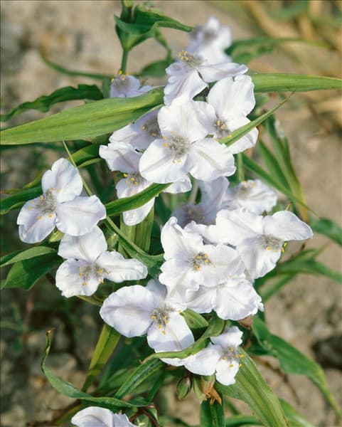 TRADESCANTIA
