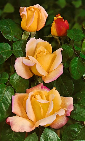 Rosa Peace