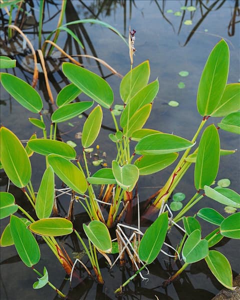 THALIA DEALBATA
